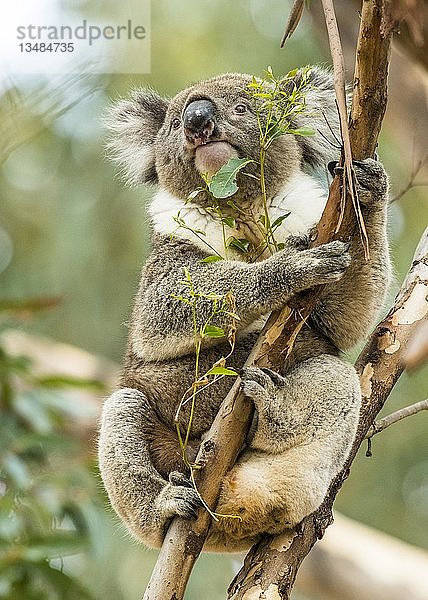 Koala (Phascolarctos cinereus)  klettert auf einen Baum  Südaustralien  Australien  Ozeanien