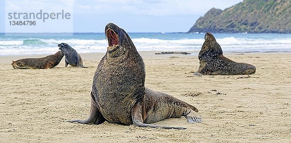 Neuseeländische Seelöwen  auch Hooker's Seelöwen oder Whakahao (Phocarctos hookeri) auf Sand  Cannibal Beach  New Haven  The Catlins  Südinsel  Neuseeland  Ozeanien