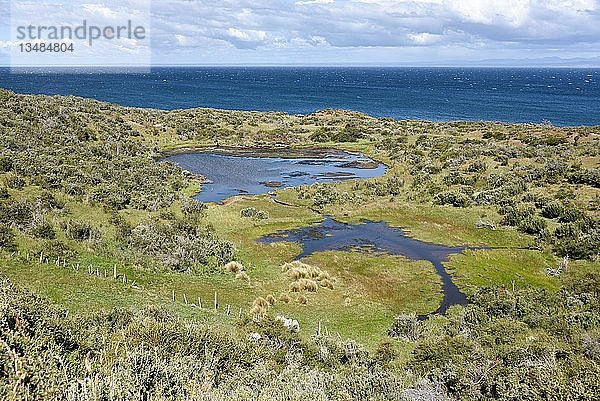 Küste der Magellanstraße zwischen Porvinier und Punta Arenas  Patagonien  Chile  Südamerika