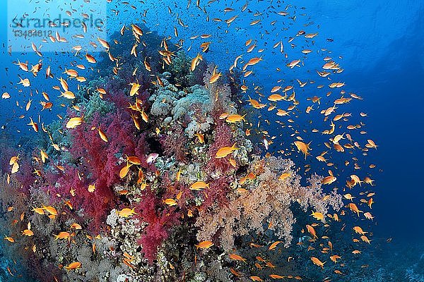Korallenriff  Korallenblock dicht bewachsen mit Klunzinger-Weichkorallen (Dendronephthya klunzingeri)  Schwarm Anthias (Anthiinae)  Rotes Meer  Ägypten  Afrika