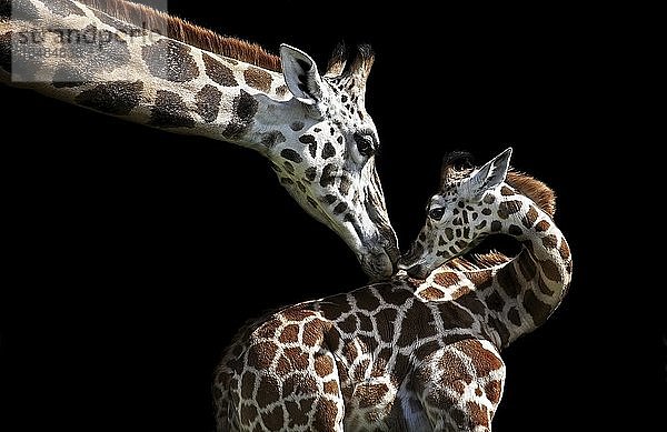 Giraffe (Giraffa camelopardalis) küsst ihr Junges