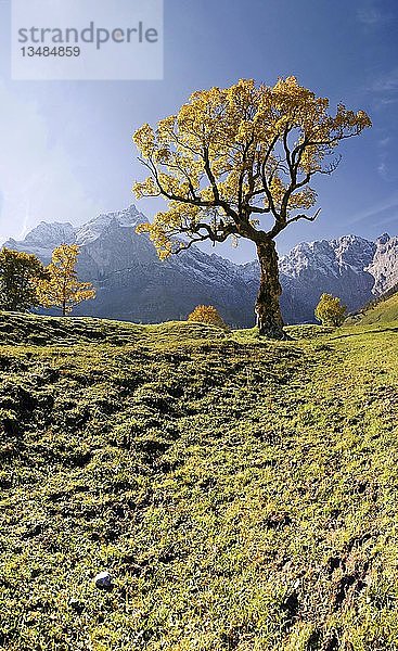 Leuchtend herbstlicher Ahornbaum  schneebedeckte Berge  Großer Ahornboden  Karwendel  Österreich  Europa