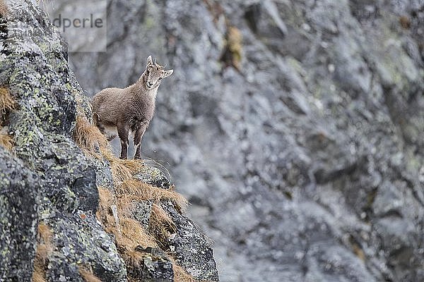 Alpensteinbock (Capra Ibex)  Jungtier  Stubaital  Tirol  Österreich  Europa