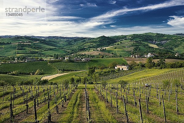 Weinberge in Castelvetro  Emiglia-Romagna  Italien  Europa