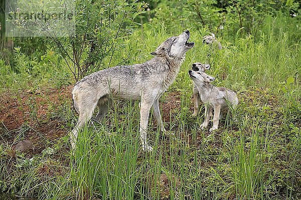 Graue Wölfe (Canis lupus)  Erwachsene mit Jungtieren auf einer Wiese  heulend  Sozialverhalten  Pine County  Minnesota  USA  Nordamerika