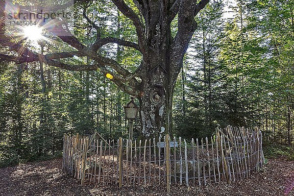 Herr von Mainz  steinerne Christusfigur  gewachsen in einer Weidenbuche  bei Gütenbach  Schwarzwald  Baden-Württemberg  Deutschland  Europa