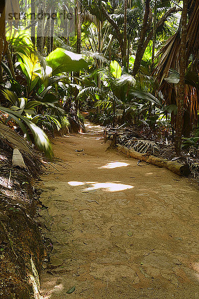 Pfade durch die Vegetation im Nationalpark Vallee de Mai  UNESCO-Welterbe  Insel Praslin  Seychellen  Afrika