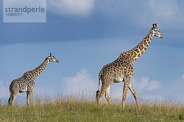 Giraffen (Giraffa camelopardalis)  Muttertier mit Jungtier läuft durch die Graspfanne  Masai Mara  Kenia  Afrika