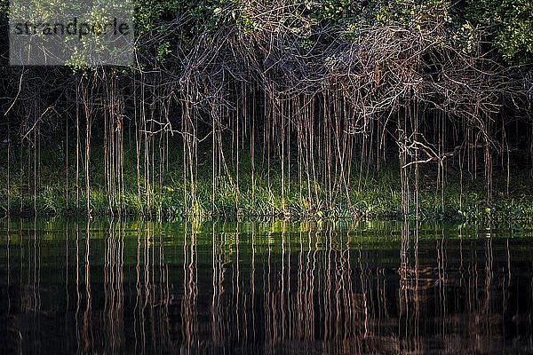 Luftwurzeln am Ufer des Rio Negro  südliches Pantanal  Fazenda Barranco Alto  südliches Pantanal  Mato Grosso do Sul  Brasilien  Südamerika