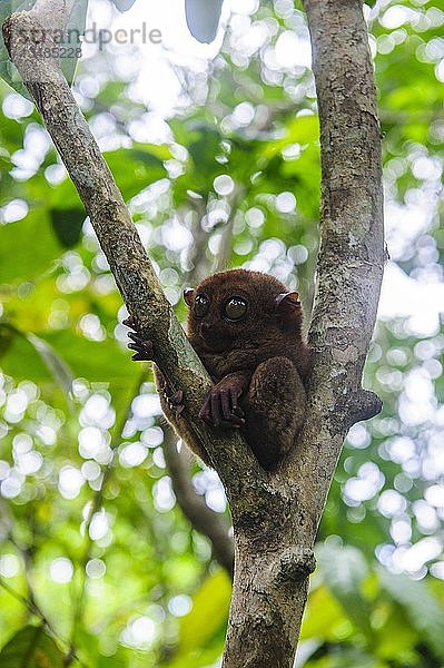 Tarsier (Tarsiidae)  kleinster Affe der Welt  Bohol  Philippinen  Asien