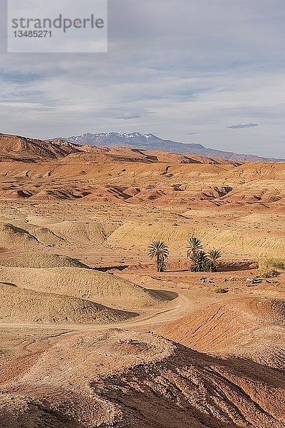 Einzelne Palmen in der Wüste von Ait Benhaddou  Hoher Atlas  Provinz Ouarzazate  Souss-Massa-Draâ  Marokko  Afrika