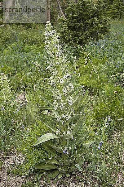 Blüte des Elchkrauts (Frasera speciosa)  Cedar Breaks National Monument  Utah  USA  Nordamerika