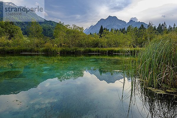 Quelle Sava Dolinka  Naturschutzgebiet See Zelenci  Julische Alpen  Oberkrain  Slowenien  Europa