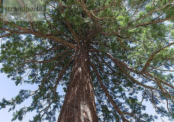 Sequoia (Sequoiadendron giganteum)  Deutschland  Europa
