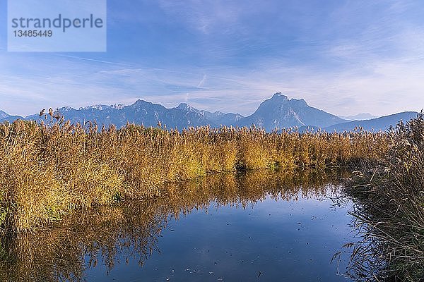 Schilf im Herbst am Hopfensee  OstallgÃ¤u  Bayern  Deutschland  Europa