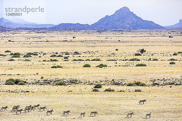 Luftaufnahme  Hartmann-Bergzebras (Equus zebra hartmannae)  Herde wandert durch trockene Steppe  Tinkas-Ebenen  Namib-Naukluft-Nationalpark  Erongo-Region  Namibia  Afrika