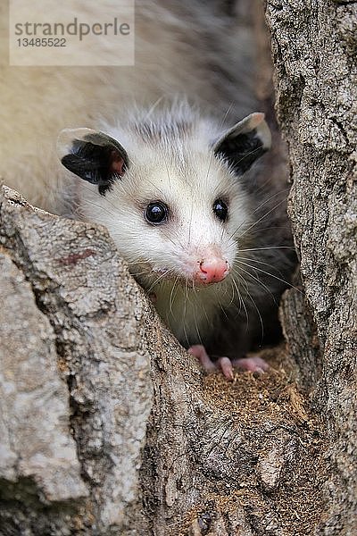 Virginia Opossum (Didelphis virginiana)  Jungtier schaut aus Baumloch  Tierportrait  Pine County  Minnesota  USA  Nordamerika