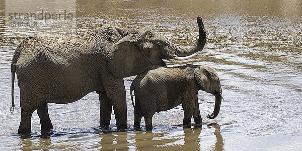 Afrikanische Elefanten (Loxodonta africana)  Kuh mit erhobenem Rüssel und Kalb im Mara-Fluss stehend  Masai Mara National Reservae  Kenia  Afrika