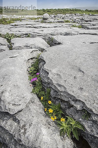 Blutiger Storchschnabel (Geranium sanguineum) und Hornkraut (Lotus corniculatus) in Crevice  Burren Karst  Ballyvaughan  County Clare  Republik Irland