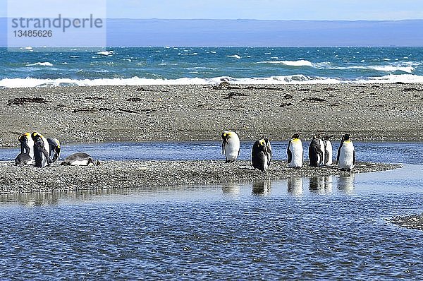 Königspinguine (Aptenodytes patagonicus)  Kolonie auf einer Kiesbank an der Bahia Inutil  Parque Pingüino Rey  Porvenir  Provinz Tierra del Fuego  Feuerland  Chile  Südamerika