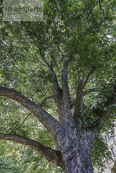 Ahornblättrige Platane (Platanus × hispanica)  MecklenburgVorpommern  Deutschland  Europa