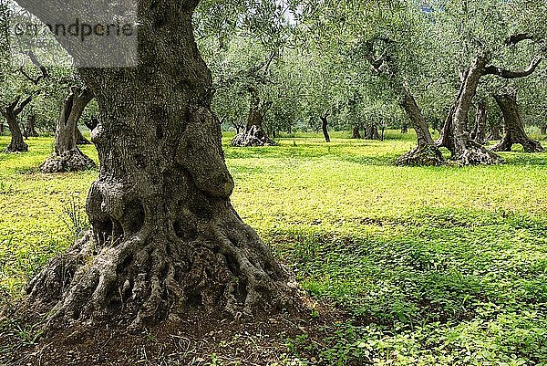 Alte Olivenbäume auf einer Wiese  Abruzzen  Italien  Europa
