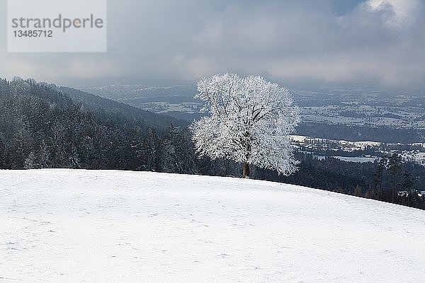 Baum mit Raureif  Winterlandschaft auf dem Rorschacherberg  BÃ¼ch  Grub  Appenzell Ausserrhoden  Schweiz  Europa