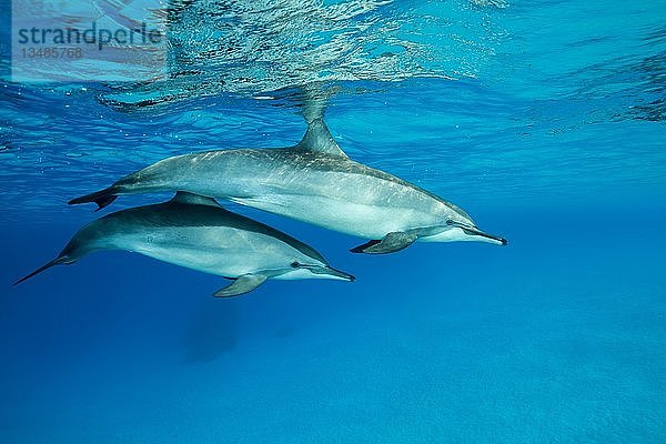 Zwei Spinnerdelfine (Stenella longirostris)  Erwachsene mit Jungtieren schwimmen im blauen Wasser  das von der Oberfläche reflektiert wird  Rotes Meer  Sataya Riff  Marsa Alam  Ägypten  Afrika