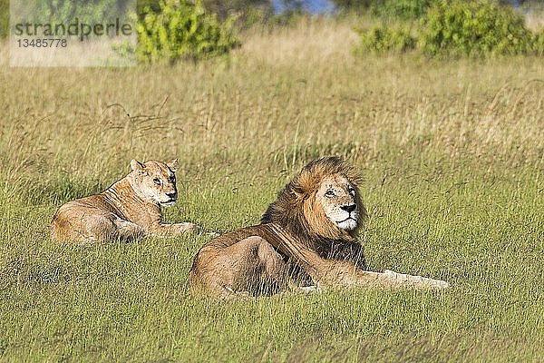 Löwen (Panthera leo)  Tierpaar nach der Paarung  im Gras liegend  Masai Mara  Narok County  Kenia  Afrika
