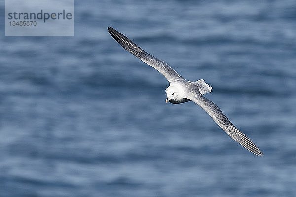 Eissturmvogel (Fulmarus glacialis) im Flug über dem Meer  Schottland  Großbritannien