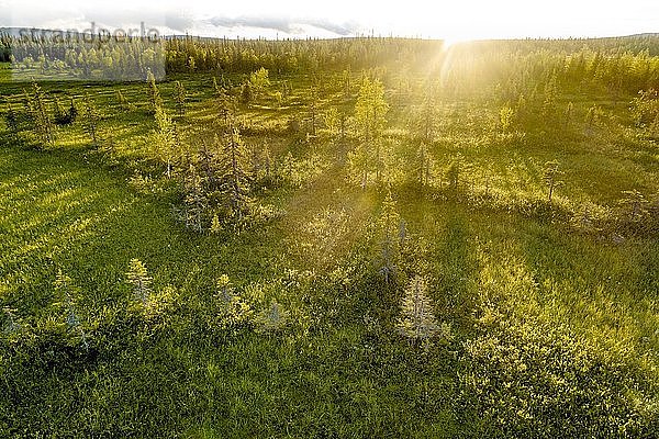 Drohnenaufnahme  Luftbild  borealer arktischer Wald mit Kiefern (Pinus) im Feuchtgebiet  Moor im Gegenlicht  SodankylÃ¤  Lappland  Finnland  Europa