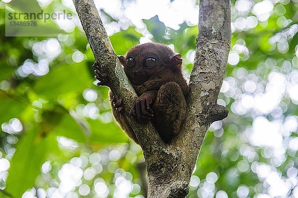Tarsier (Tarsiidae)  kleinster Affe der Welt  Bohol  Philippinen  Asien