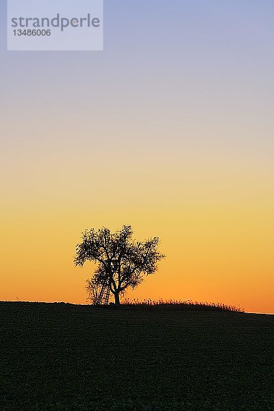 Silhouette  Baum auf HÃ¼gel  Baden-WÃ¼rttemberg  Deutschland  Europa