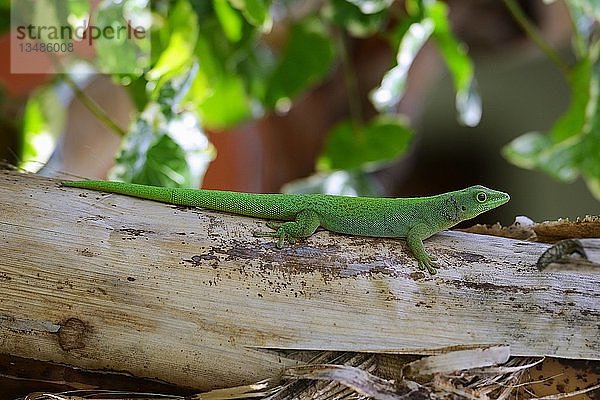 Seychellen-Riesentaggecko (Phelsuma sundbergi sundbergi)  Insel Praslin  Seychellen  Afrika