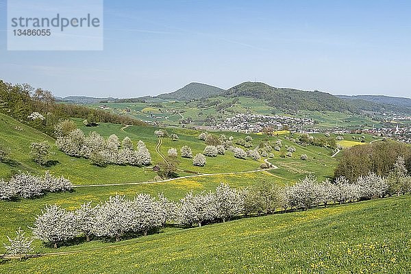 Landschaft mit blühenden Kirschbäumen (Prunus avium) auf einer Wiese  Fricktaler Chriesiwäg  Kirschenweg  Fricktal  Kanton Aargau  Schweiz  Europa