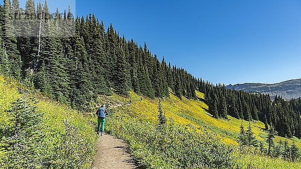 Wanderer auf dem Wanderweg Panorama Ridge  Wald und blühende Wiese  Garibaldi Provincial Park  British Columbia  Kanada  Nordamerika