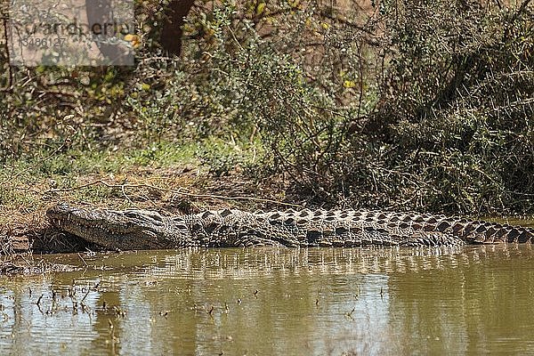 Nilkrokodil (Crocodylus niloticus) am Flussufer liegend  Erindi Wildlife Sanctuary  Namibia  Afrika