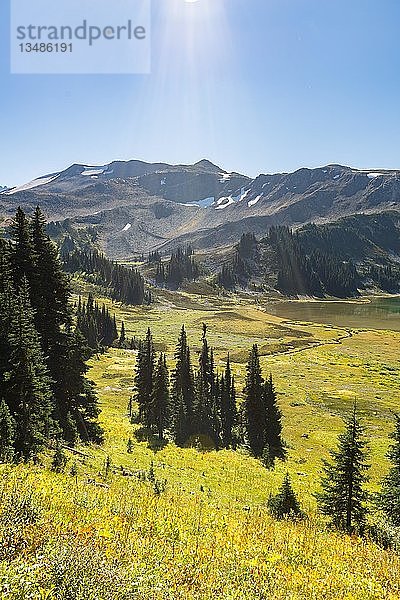 Wald und blühende Wiese  auf dem Panorama Ridge Trail  Garibaldi Provincial Park  British Columbia  Kanada  Nordamerika