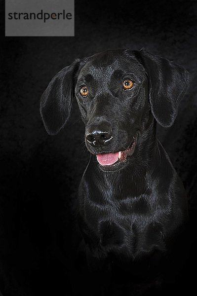 Labrador Retriever  schwarz  Hündin  Tierportrait vor schwarzem Hintergrund  Studioaufnahme  Österreich  Europa