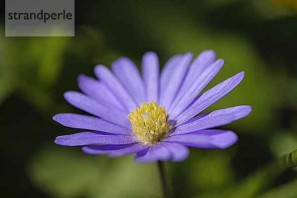 Blaue griechische Windröschen (Anemone blanda)  Blume  Deutschland  Europa