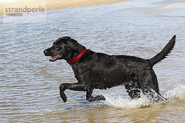 Schwarzer Labrador (Canis lupus familiaris)  Rüde läuft im Wasser am Strand  Schleswig-Holstein  Deutschland  Europa