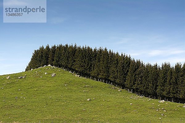 Baumhecke entlang eines kleinen Hügels mit Weideland  Hochebene von Aubrac  Departement Aveyron  Occitanie  Frankreich  Europa