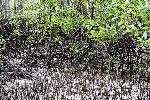 Mangroven (Avicennia marina) bei Ebbe  Insel Curieuse  Seychellen  Afrika