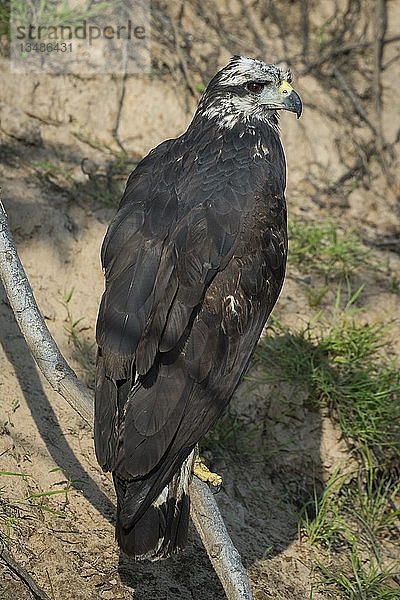 Großer Schwarzer Habicht (Buteogallus urubitinga)  Jungvogel auf der Lauer  Pantanal  Mato Grosso do Sul  Brasilien  Südamerika