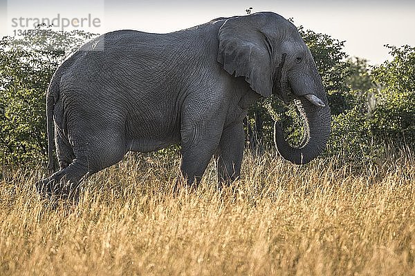 Afrikanischer Elefant (Loxodonta africana)  Fütterung im hohen Gras  Etosha-Nationalpark  Namibia  Afrika