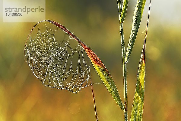 Spinnennetz im Morgentau  Naturschutzgebiet Reussspitz  Kanton Zug  Schweiz  Europa