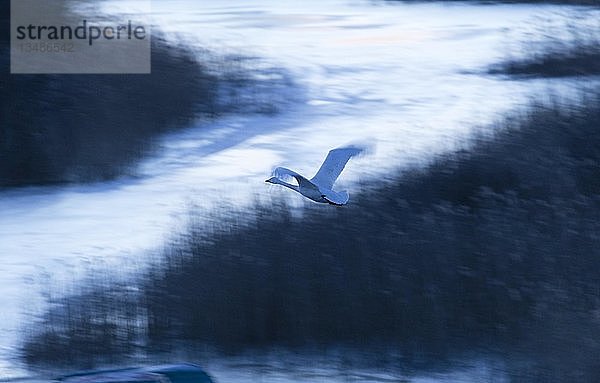 Singschwan (Cygnus cygnus)  fliegend vor monochromer Landschaft im Winter  Tysslingen  Ã-rebro  Schweden  Europa