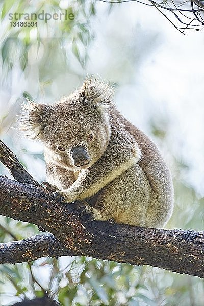 Koala (Phascolarctos cinereus)  sitzend auf einem Bambusbaum  Great Otway National Park  Victoria  Australien  Ozeanien