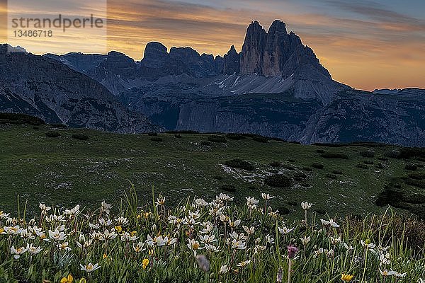 Drei Zinnenmassiv bei Sonnenaufgang mit Blüten der Weißen Dryade (Dryas octopetala) im Vordergrund  Plätzwiese  Fanes-Nationalpark  Toblach  Dolomiten  Italien  Europa