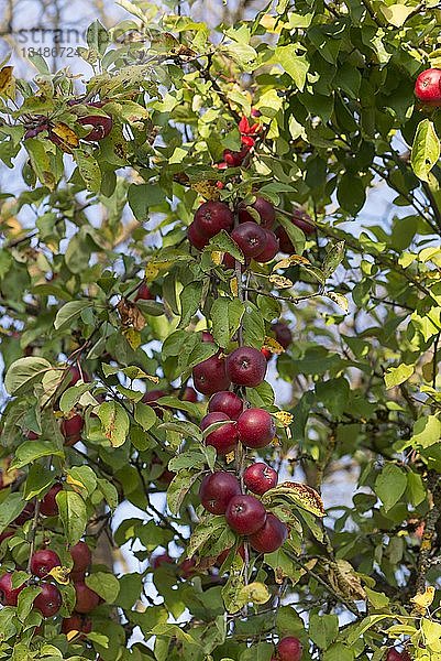 Rote Äpfel (Malus)  auf Ast  Franken  Bayern  Deutschland  Europa